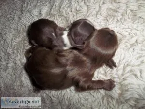 AKC Shih Tzu Puppies