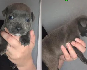 vgh  Staffordshire bull terrier puppies