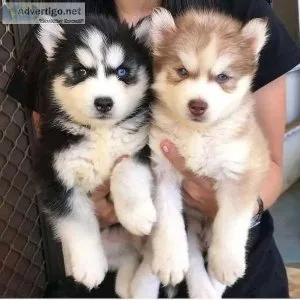 Husky