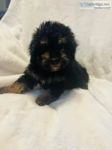Miniature poodle