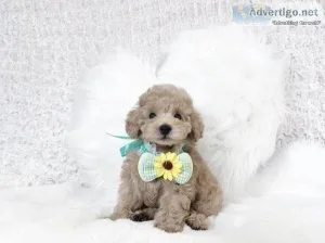 MALE AND FEMALE TOY POODLE  PUPPIES FOR CHRISTMAS