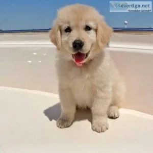 juyg   Quality Golden Retriever Puppies