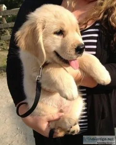 vdhrt  Quality Golden Retriever Puppies
