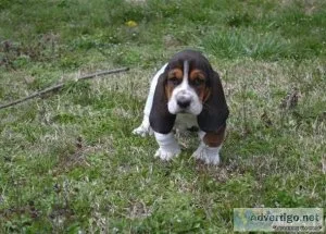 basset hound puppies