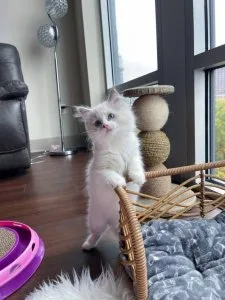 Ragdoll kittens ready to go