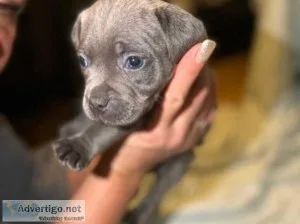 Blue puppy Staffordshire bull terriers
