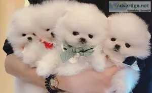 POMERANIAN PUPPY S