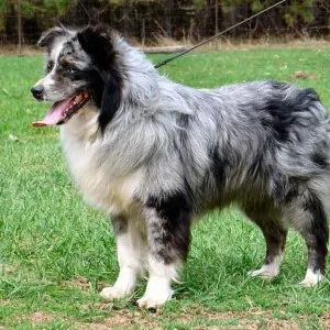 Find the best Australian Shepherd Puppies at Rising Sun Farm