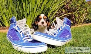 cavalier king charles spaniel