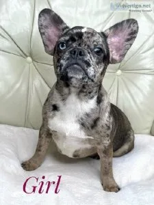 French Bulldog Puppies