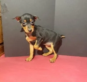 AKC Reg. Miniature Pinscher Puppies.