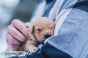 Veterinary Clinic Hobe Sound FL