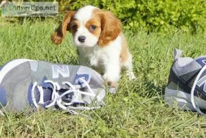 dhdh    Cavalier King Charles puppies