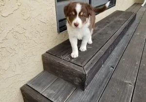 Beautiful Border Collie Puppies