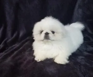 Beautiful Pekingese Puppies For Sale.