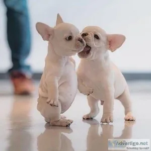 MALE AND FEMALE  FRENCH  BULLDOG PUPPIES FOR CHRISTMAS