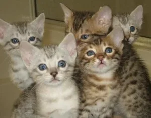 FGSRTR JHFDGGFH Bengal kittens