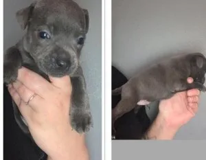 dfht  Staffordshire bull terrier puppies