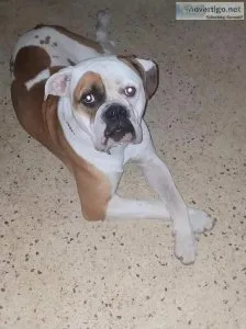 AMERICAN BULLDOG STUD  NKC
