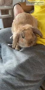 2.5 yo Bunny in Need of a New and Loving Home