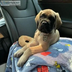 MALE AND FEMALE English Mastiff FOR CHRISTMAS