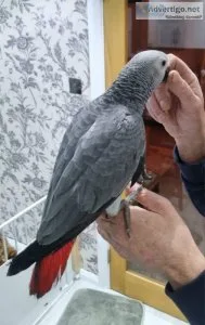 Super tame african grey babies