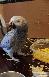 Hand tame African grey Congo for sale
