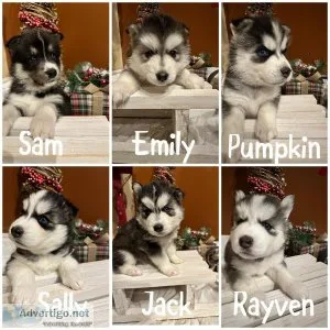 Pomsky puppies