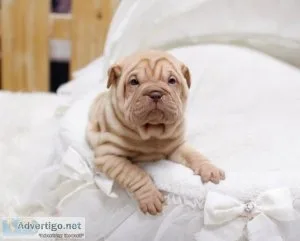 chinese shar pei