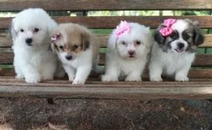 Obedient Lhasa Apso Puppies.