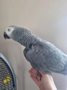 2 good Able African Grey parrot