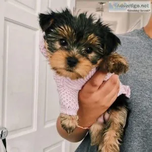 vgrh  Yorkshire Terrier Puppies