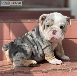 French bulldog puppies