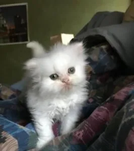 Persian kittens available