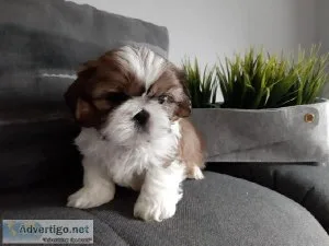 htjtj   Male and Female Shih Tzu puppies