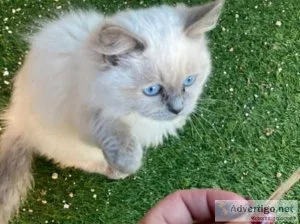TICA registered Healthy Pure Ragdoll babies