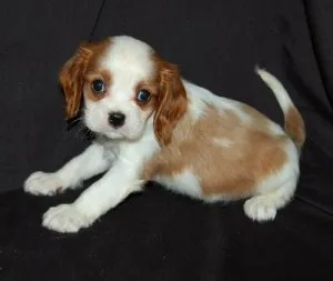 dhrh    Cavalier King Charles puppies