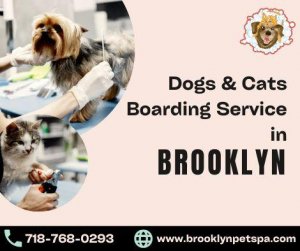 Best Boarding Service for Dogs and Cats in Brooklyn
