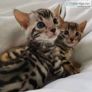 kissing Bengal kittens