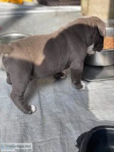 English bulldog puppies