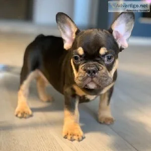 French bulldog puppies for sale