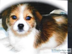 Chicago Jack RussellShih Tzu Babies.
