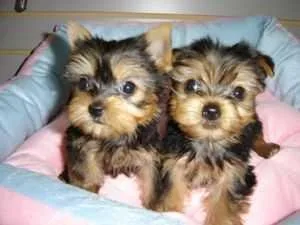 Absolutely Healthy Yorkie Puppies For Adoption Now