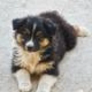 AUSTRALIAN SHEPHERD LK