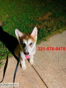 Alaskan Malamute puppy