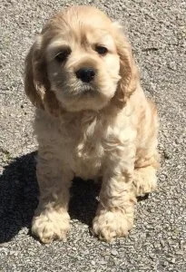 CKC Cocker Spaniel Puppies Available.