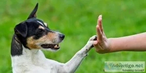 Improve Your Dog s Bad Behavior With This Proven Training System