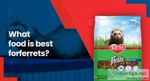 What Food Is Best For Ferrets