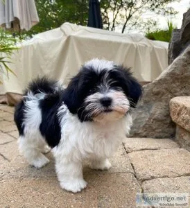HAVANESE PUPPIES FOR CHRISTMAS