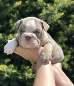 English bulldog puppies